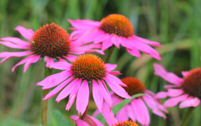 echinacea purpurea