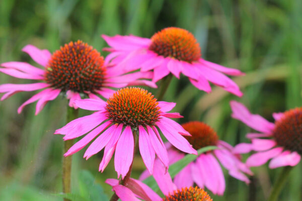echinacea purpurea