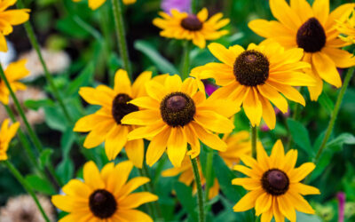 rudbeckia fulgida