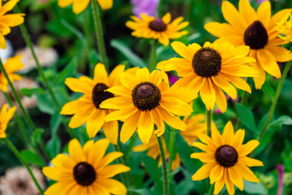 rudbeckia fulgida