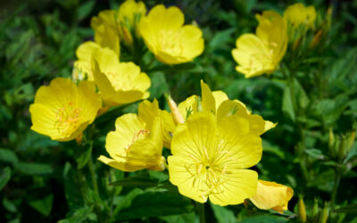 oenothera biennis