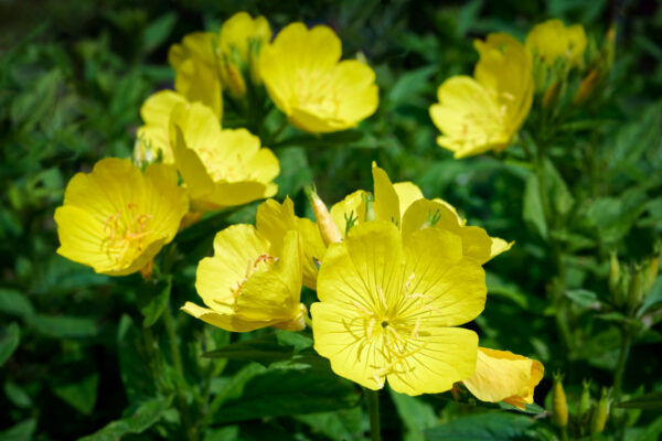 oenothera biennis