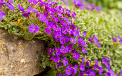 aubretia