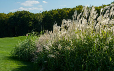 miscanthus
