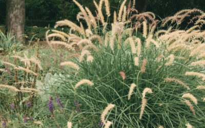 pennisetum orientale