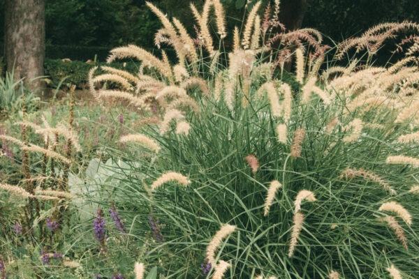pennisetum orientale