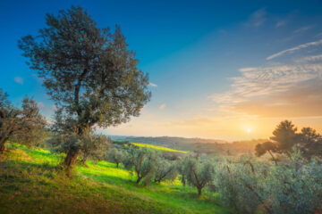 alberi mediterranei