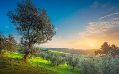alberi mediterranei