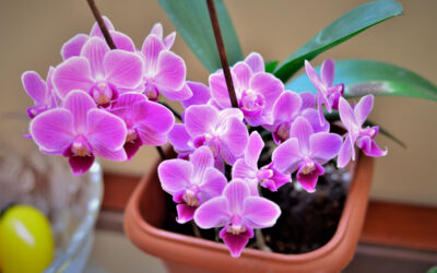 Orchidea nana