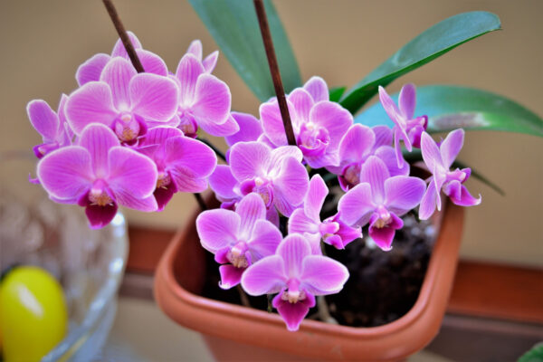 Orchidea nana
