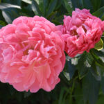fioritura delle peonie