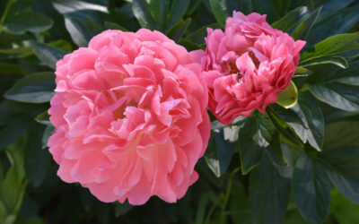 fioritura delle peonie