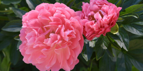 fioritura delle peonie