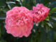 fioritura delle peonie