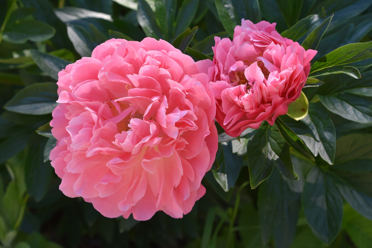 fioritura delle peonie