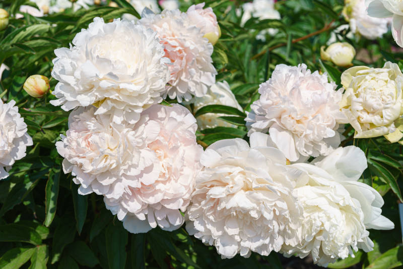 fioritura delle peonie