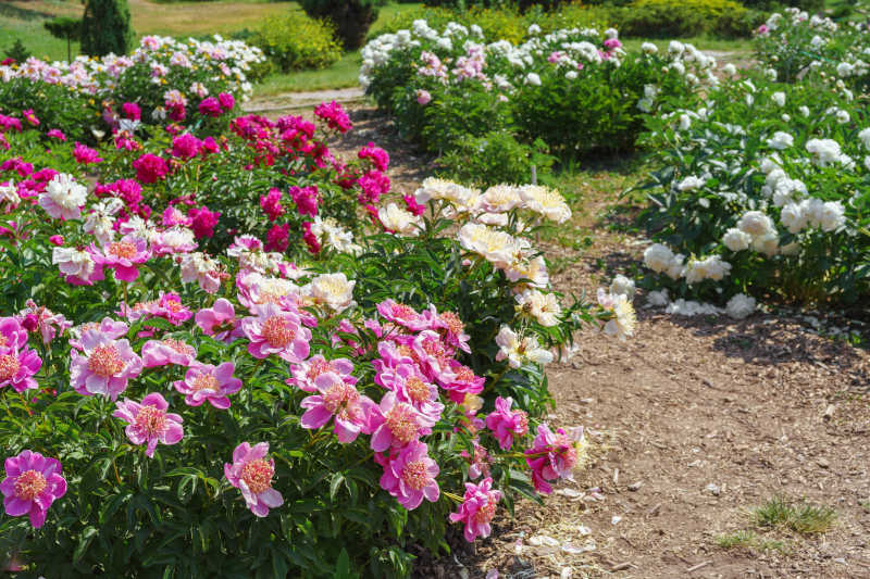 fioritura delle peonie
