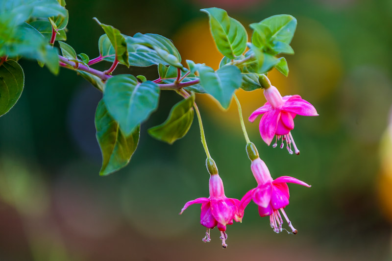 Fucsia