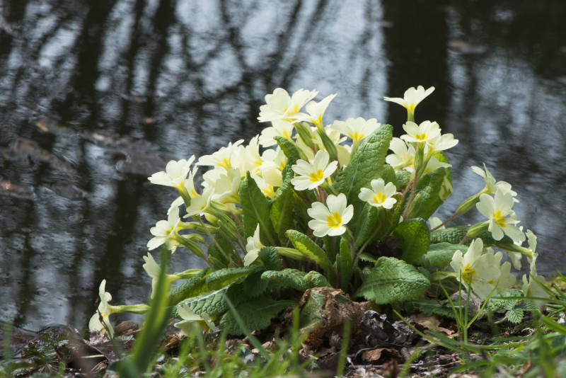 Primula, piante da ombra