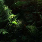 piante da ombra