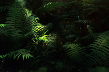 piante da ombra