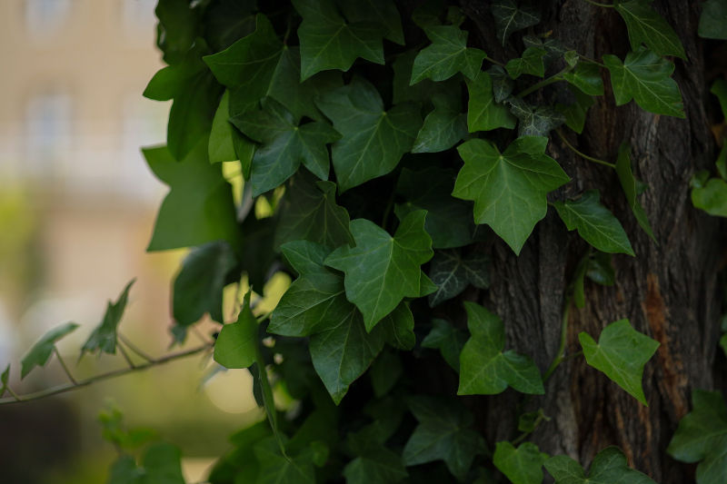 Edera, piante da ombra
