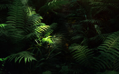 piante da ombra