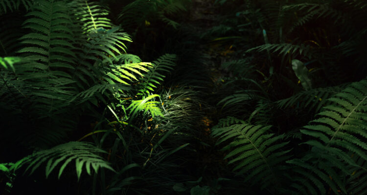 piante da ombra