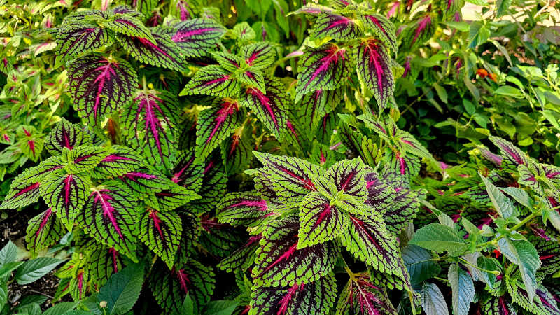 Coleus