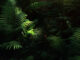 piante da ombra