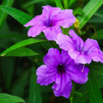 Ruellia