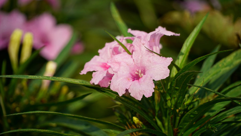 Ruellia