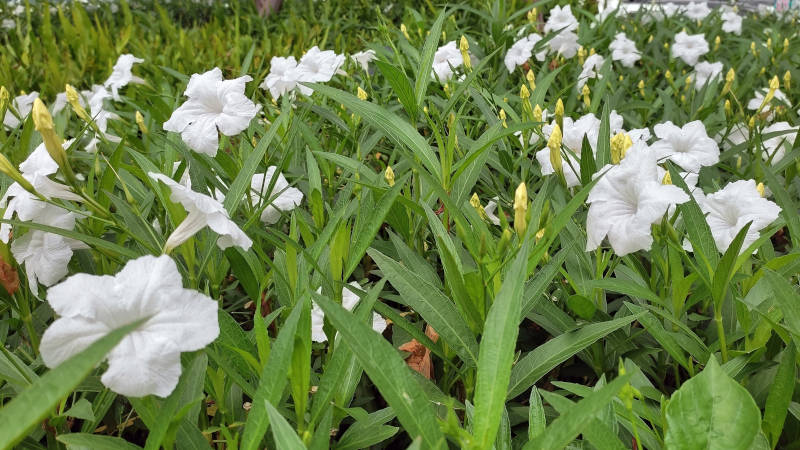 Ruellia