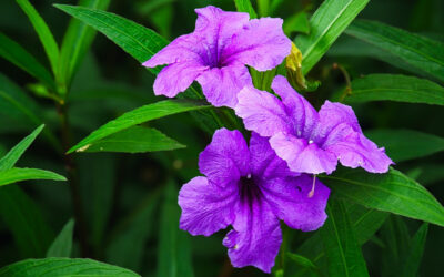 Ruellia