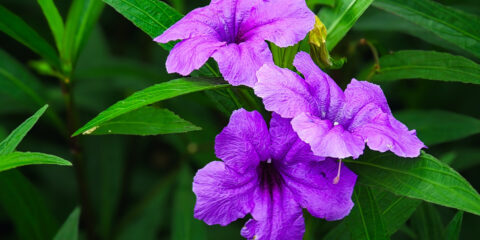 Ruellia