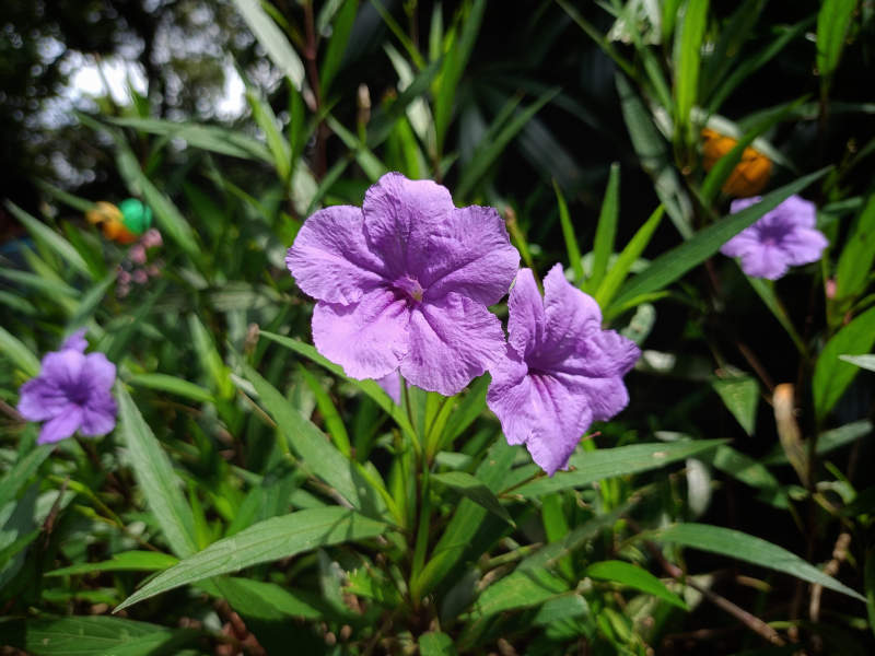 Ruellia Brittoniana