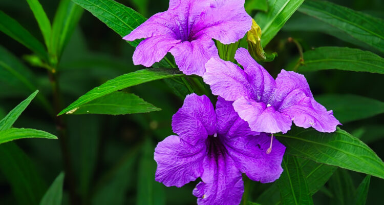 Ruellia