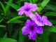 Ruellia