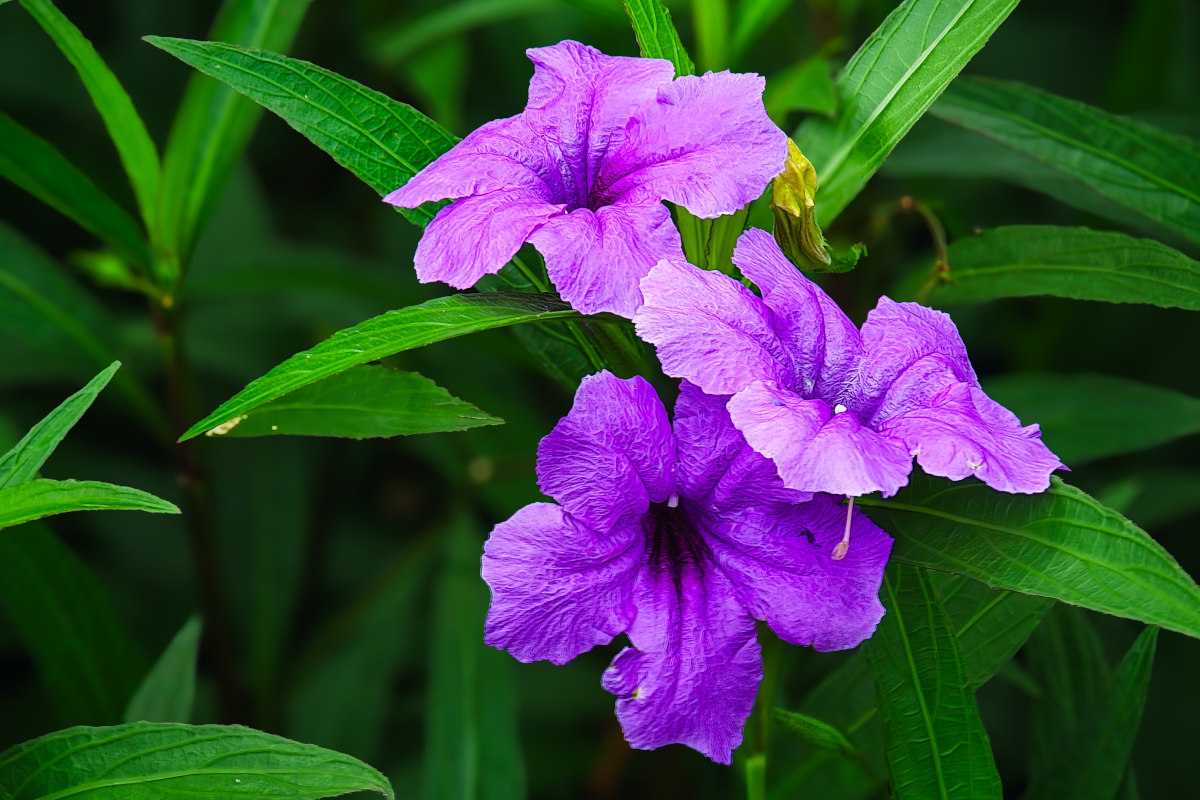 Ruellia