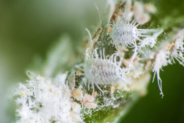 cocciniglia cotonosa