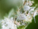 cocciniglia cotonosa
