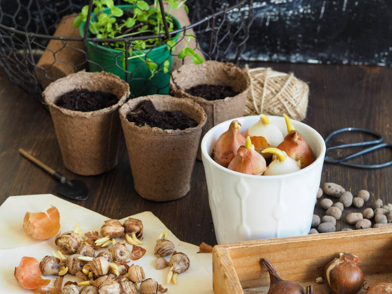 giardinaggio luglio