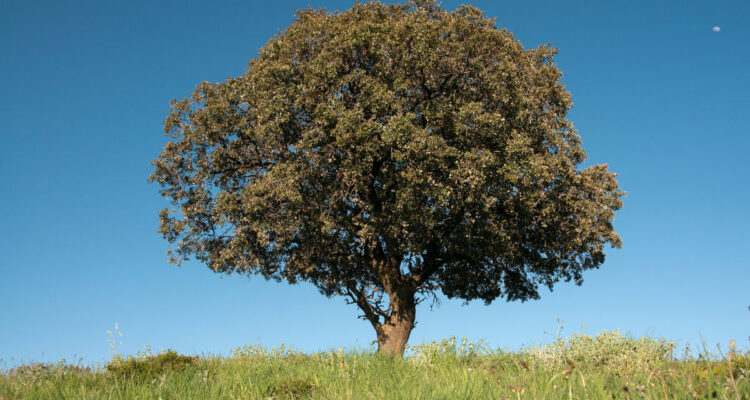 leccio