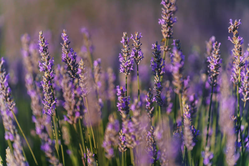 quando raccogliere la lavanda