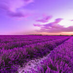 quando raccogliere la lavanda