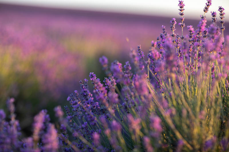 quando raccogliere la lavanda
