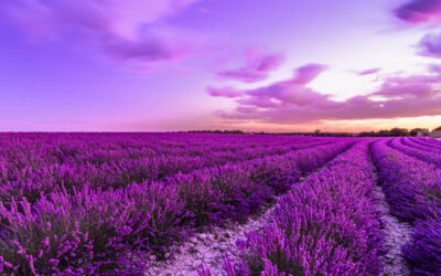 quando raccogliere la lavanda