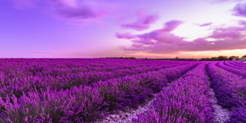 quando raccogliere la lavanda