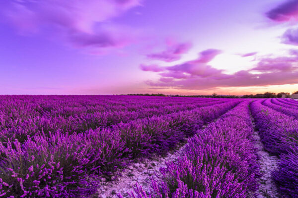 quando raccogliere la lavanda