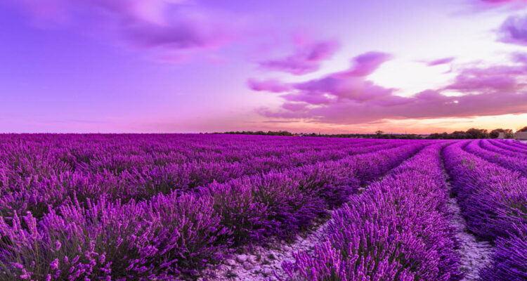 quando raccogliere la lavanda